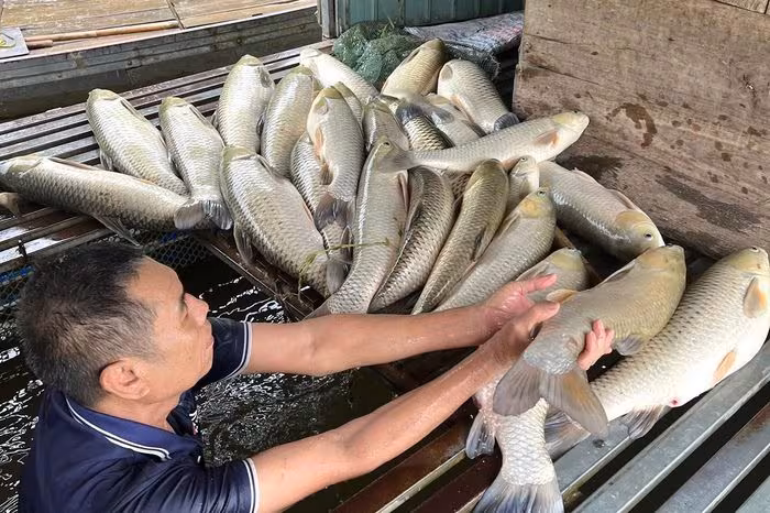 Cá lồng chết hàng loạt trên sông Lam: Đề nghị tỉnh làm rõ nguyên nhân