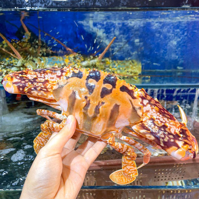 Ghẹ đỏ được ưa chuộng tại các nhà hàng sang trọng nhờ vẻ ngoài ấn tượng và thịt ngọt.
