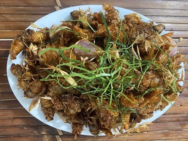 Ve sầu chiên là món ăn dân dã nhưng tiềm ẩn nhiều rủi ro sức khỏe nếu không phân biệt được loài hoặc chế biến sai cách. Ảnh: NDCC