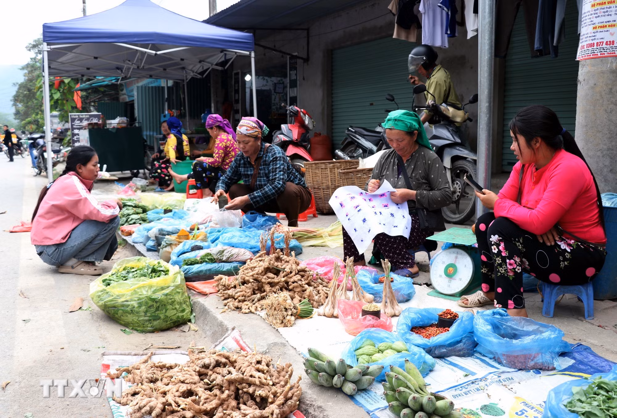 Khai thác côn trùng trở thành nguồn thu nhập cải thiện đời sống cho nhiều gia đình trong lúc nông nhàn. (Ảnh minh họa: Đức Thọ/TTXVN)