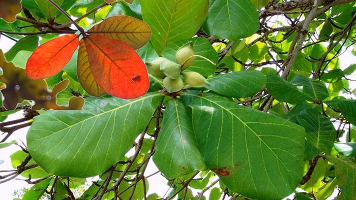 Lá bàng được sử dụng để hỗ trợ chăm sóc sức khỏe (Ảnh minh họa)