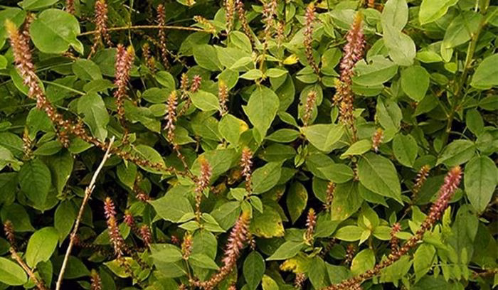 Cỏ xước (ngưu tất nam) trong tự nhiên (Ảnh minh họa)