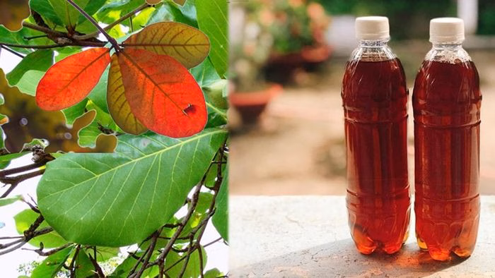 Lá bàng có tác dụng hỗ trợ chống viêm và kháng khuẩn (Ảnh minh họa)