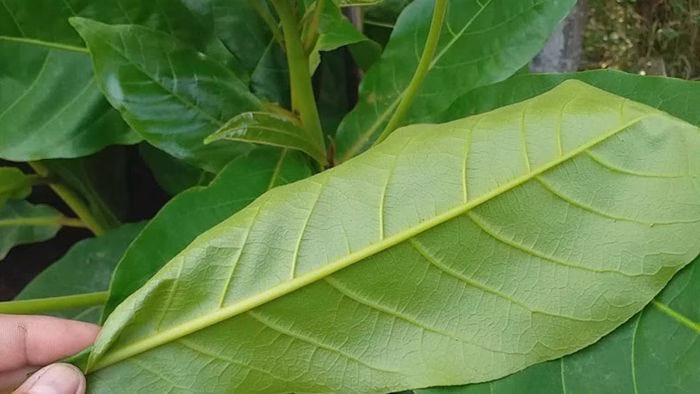 Tránh dùng lá bàng bị sâu bệnh để ngăn ngừa kích ứng da (Ảnh minh họa)