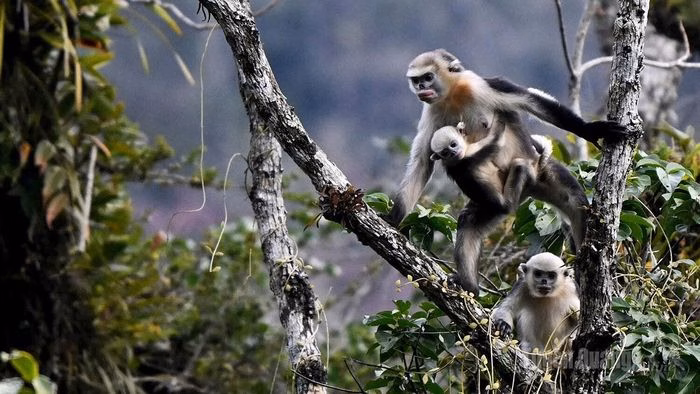 Khám phá Vườn quốc gia Du Già, du khách có cơ hội tìm hiểu môi trường sống của loài voọc mũi hếch.